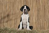 DOGUE ALLEMAND 616